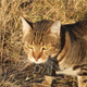 McGregor and Legge attached camera collars to feral cats in Australia in order to learn more about how they hunt.